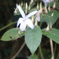 <i>Barleria vestita</i>  T.Anderson